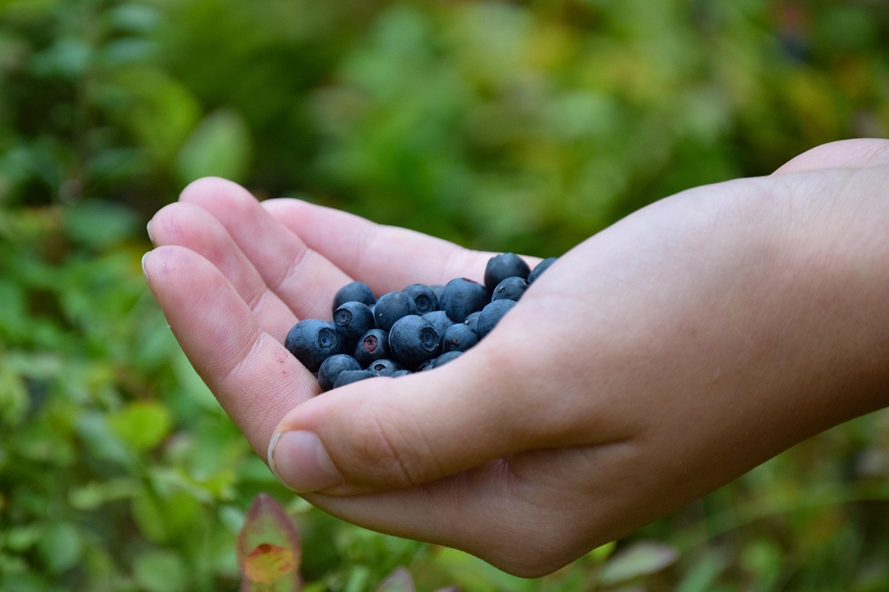 Client Success – Securing a Fruit Growing & Processing Legacy with Fully Managed IT Services